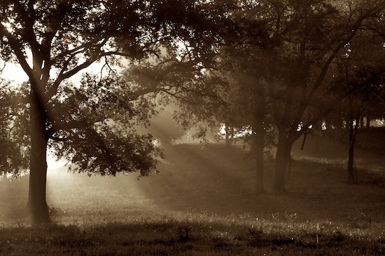 Beginning;Black and White;Fog;Oneness;Sepia;Sunrise;Tennessee;Trees